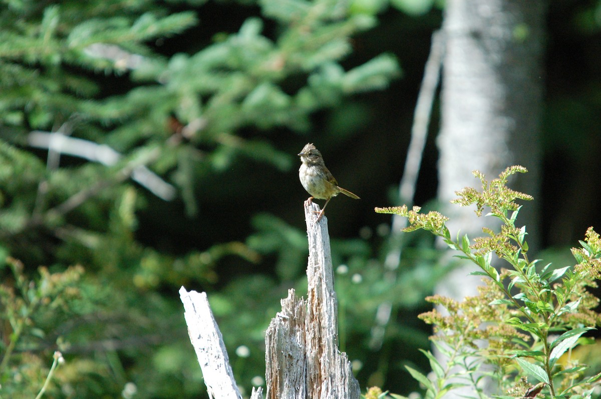 Swamp Sparrow - ML365857101