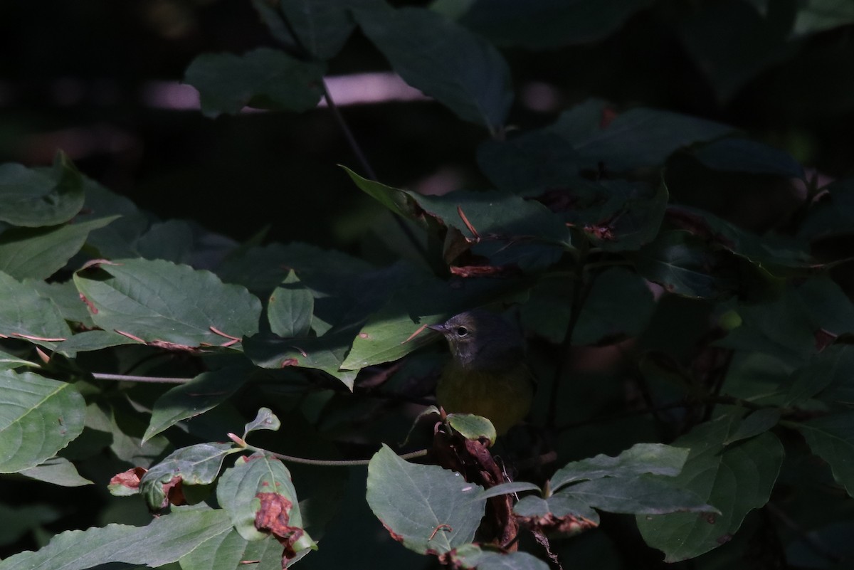 MacGillivray's Warbler - ML365858151