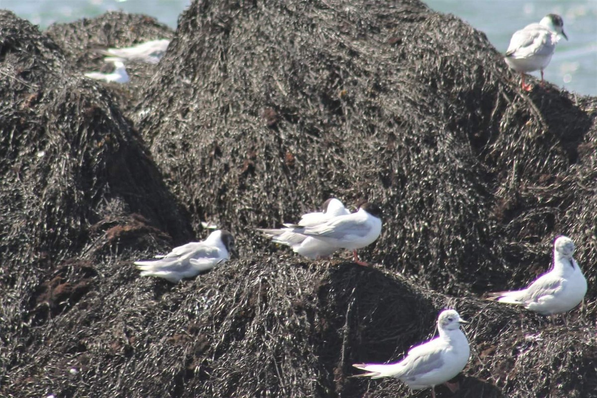 Little Gull - ML365860001