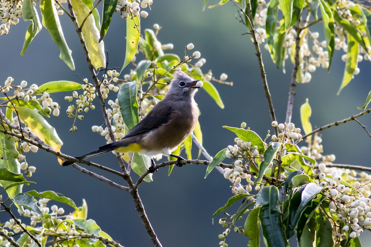Gray Silky-flycatcher - ML365860381