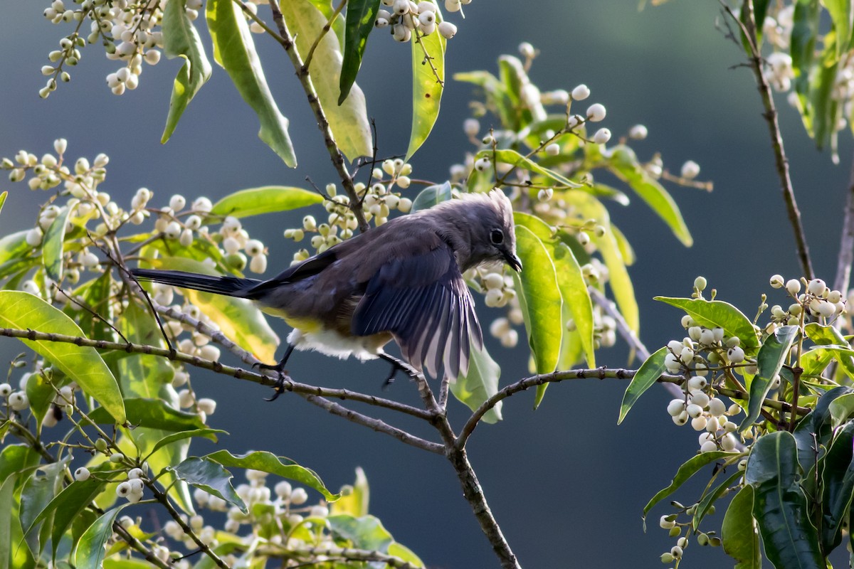 Gray Silky-flycatcher - ML365860421