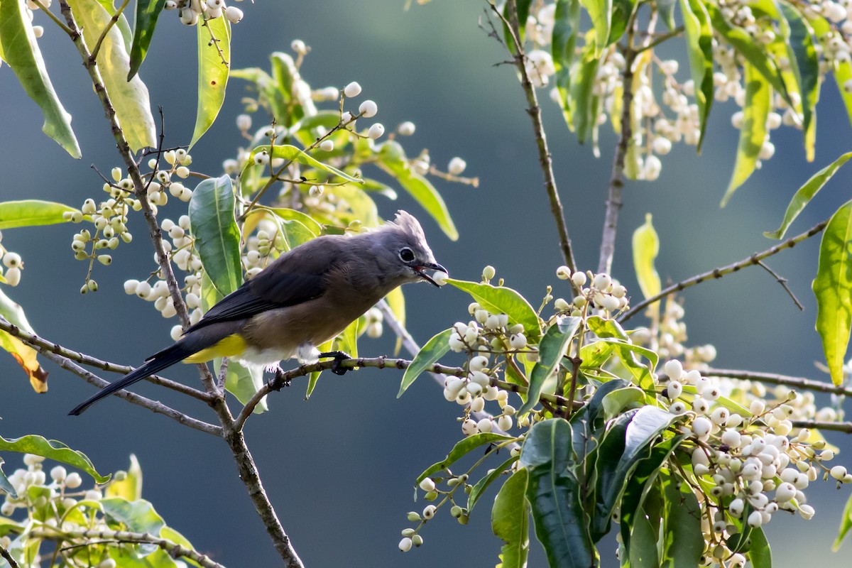 Gray Silky-flycatcher - ML365860611