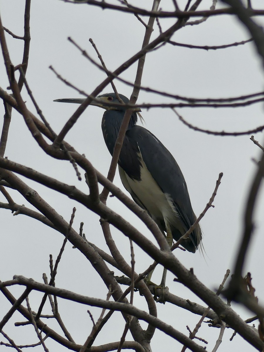 Tricolored Heron - ML365861991