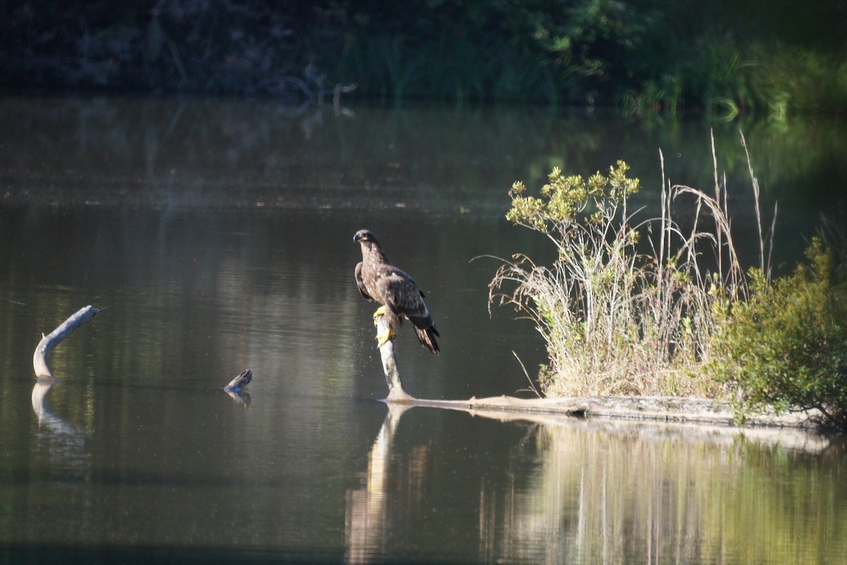 Bald Eagle - david adams