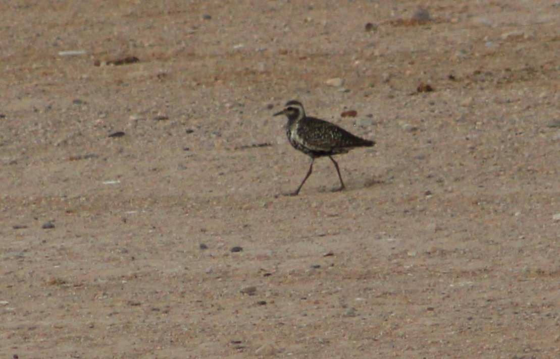 Chorlito Dorado Siberiano - ML365863231