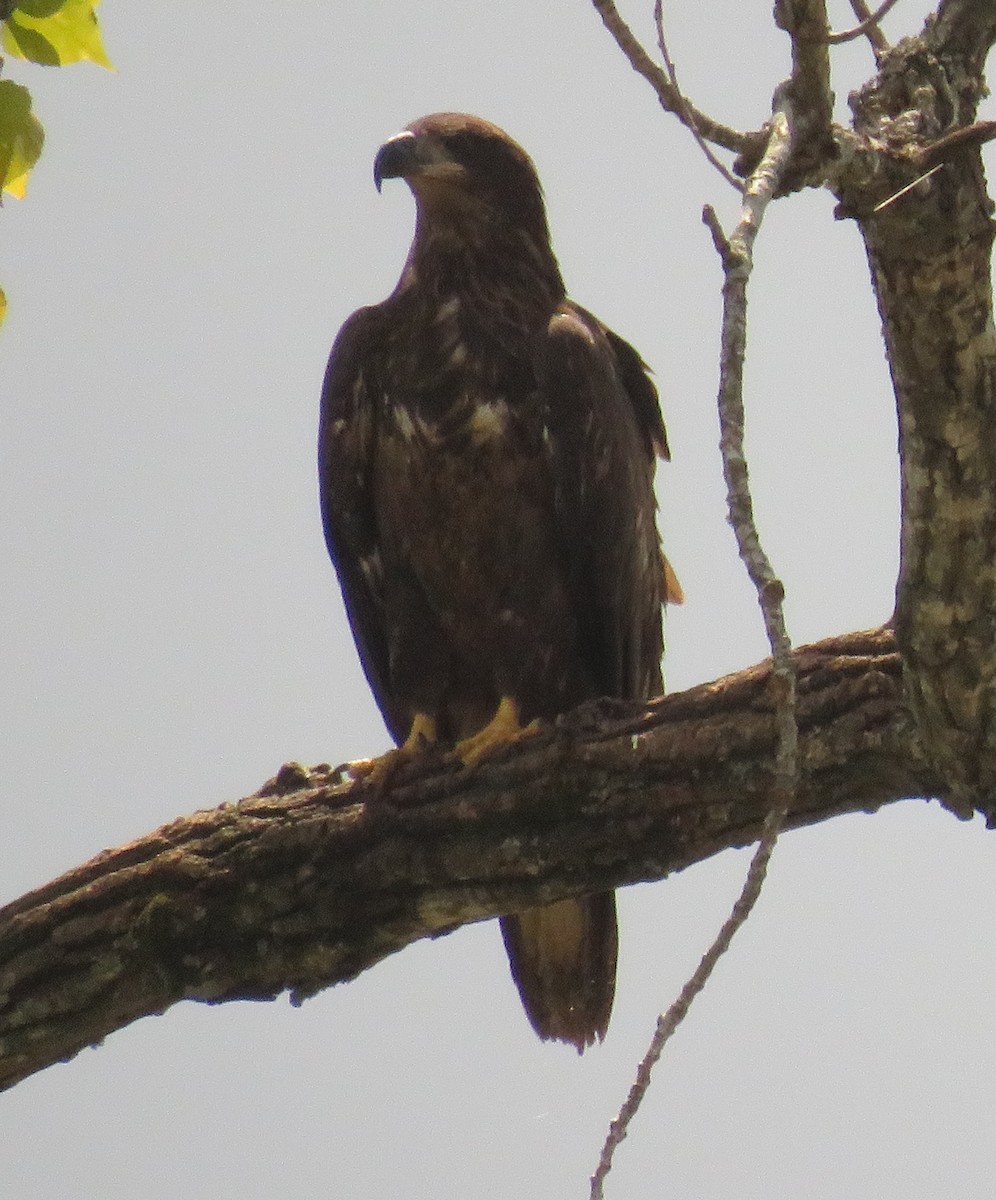 Bald Eagle - Jenna Atma