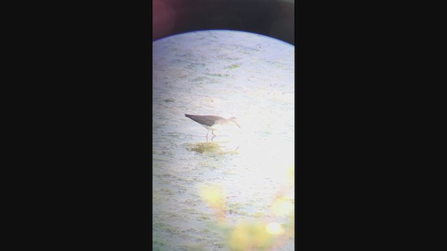 Solitary Sandpiper - ML365866511