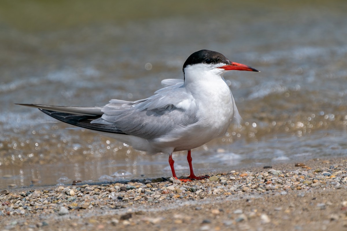 Common Tern - ML365867021
