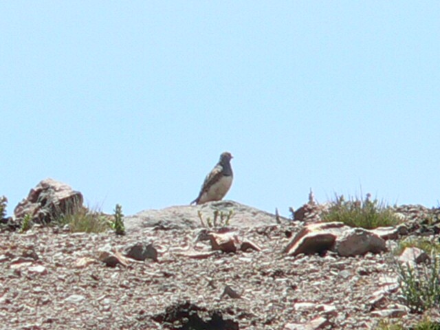 Gray-breasted Seedsnipe - ML365867091