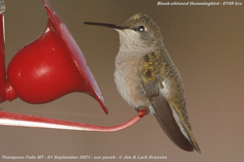 Black-chinned Hummingbird - ML365868611