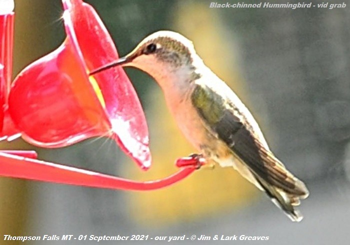 Black-chinned Hummingbird - ML365868621