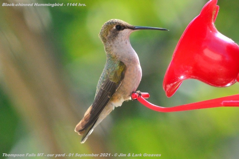 Black-chinned Hummingbird - ML365868641