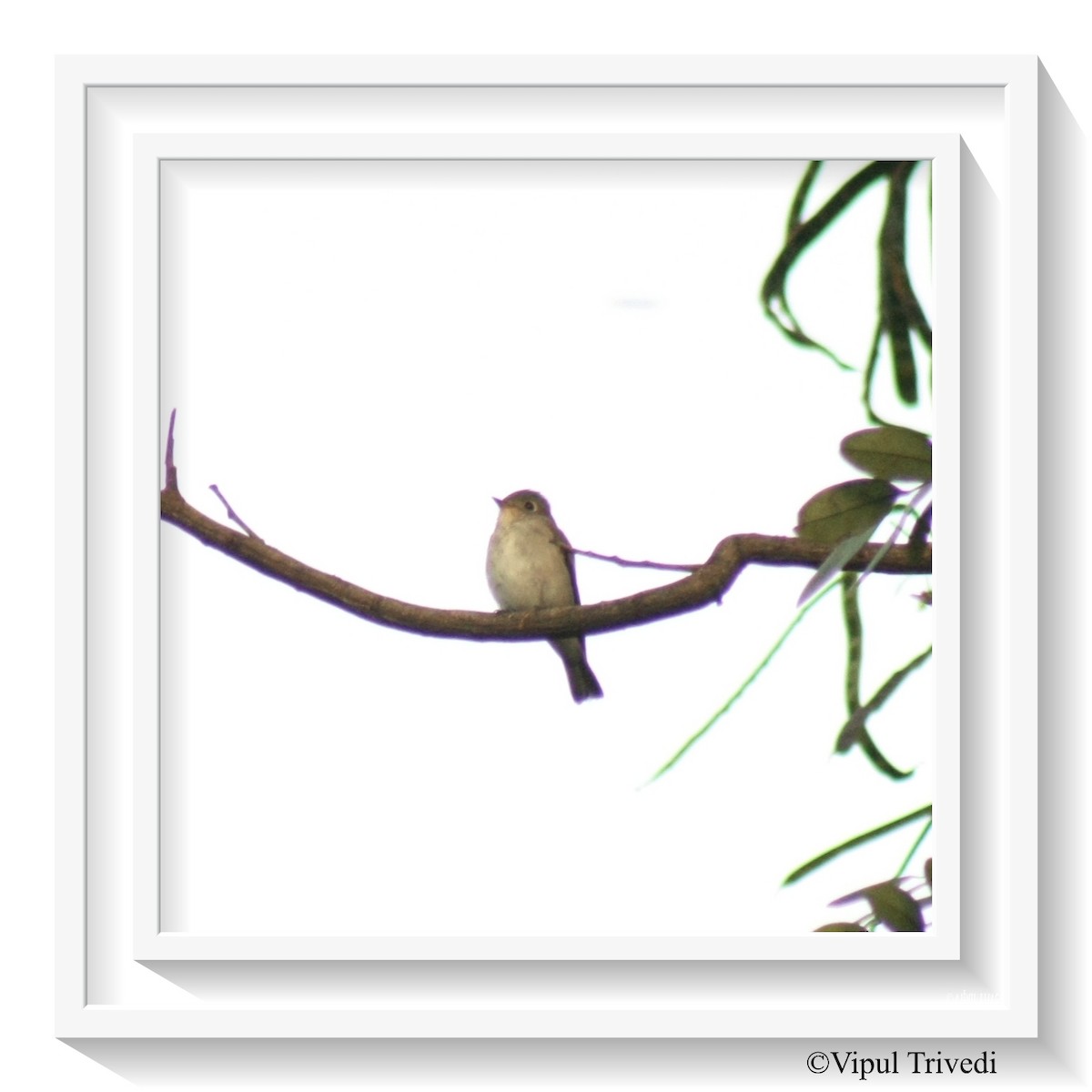 Asian Brown Flycatcher - ML365869111