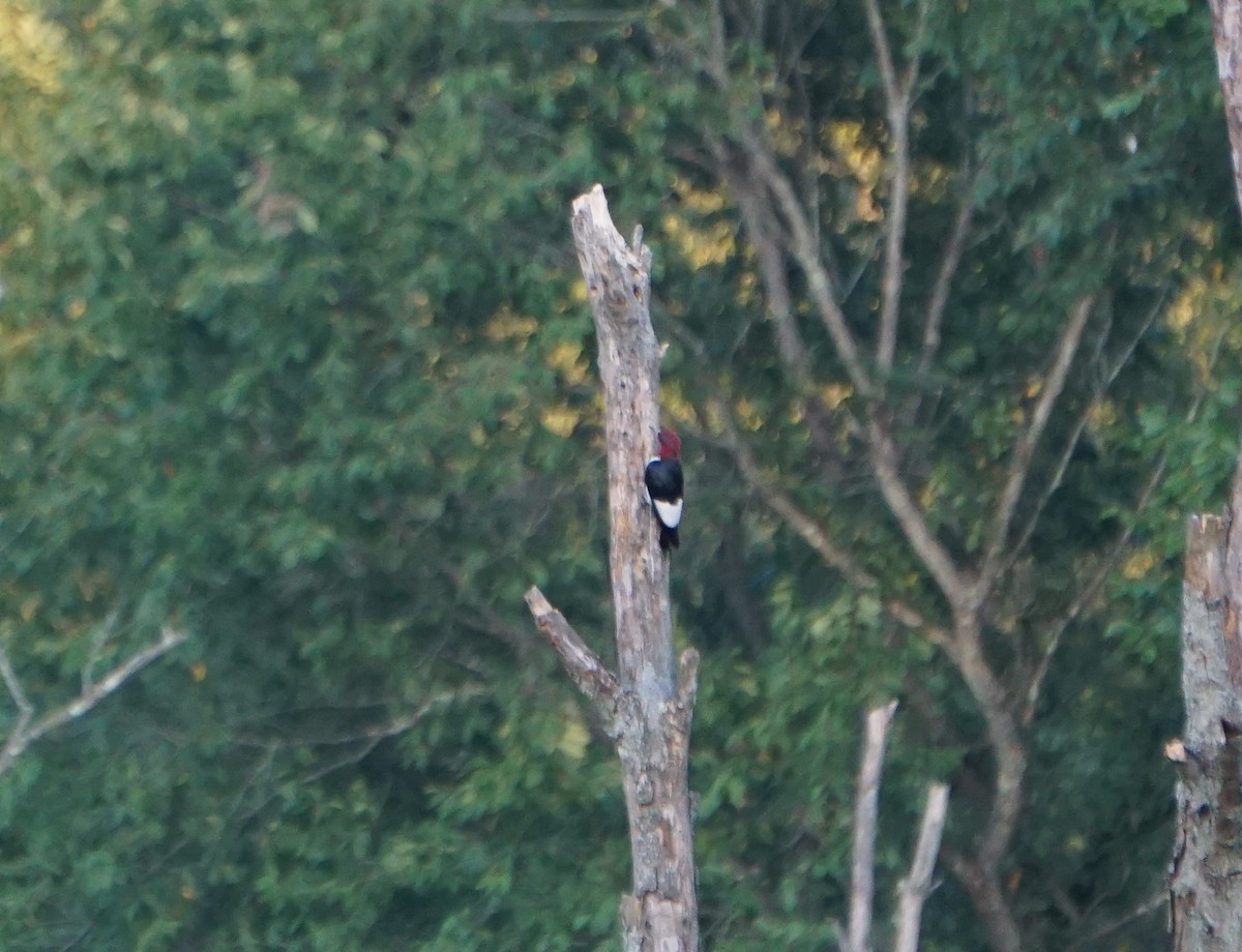 Red-headed Woodpecker - ML365869281