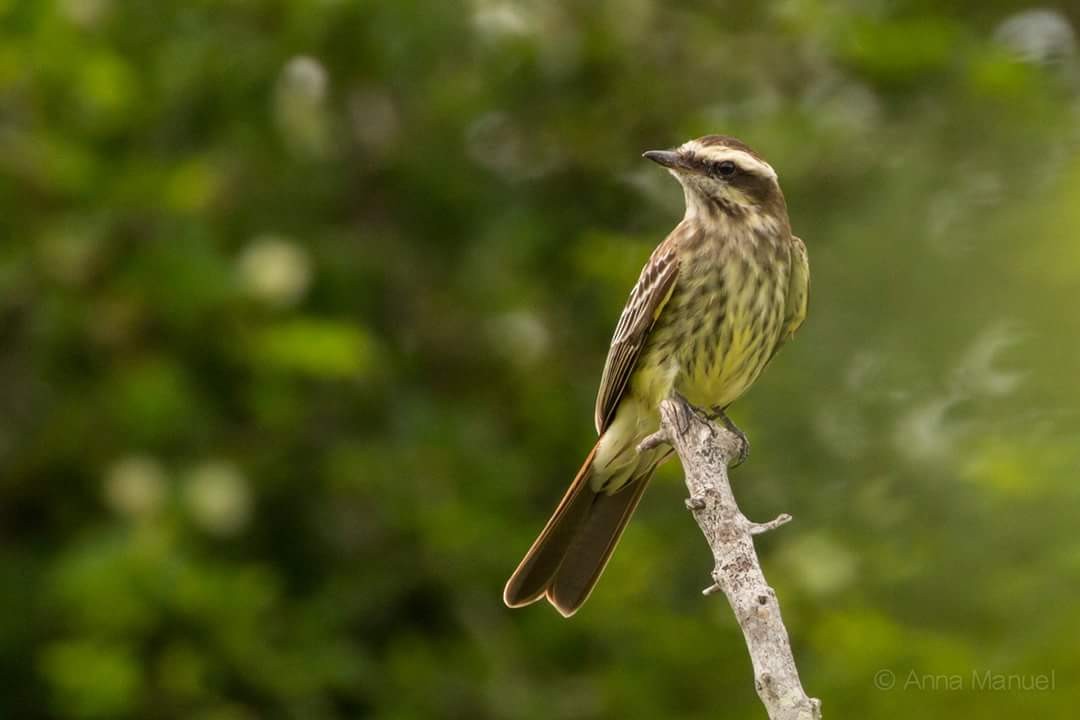 Variegated Flycatcher - ML36586931