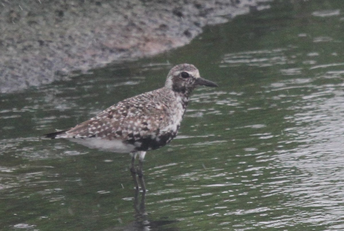 Black-bellied Plover - Dick Baxter