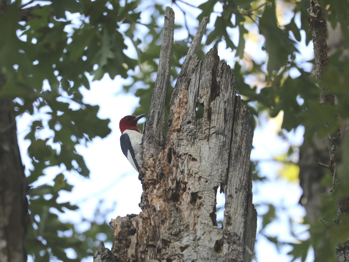 Red-headed Woodpecker - ML365871181