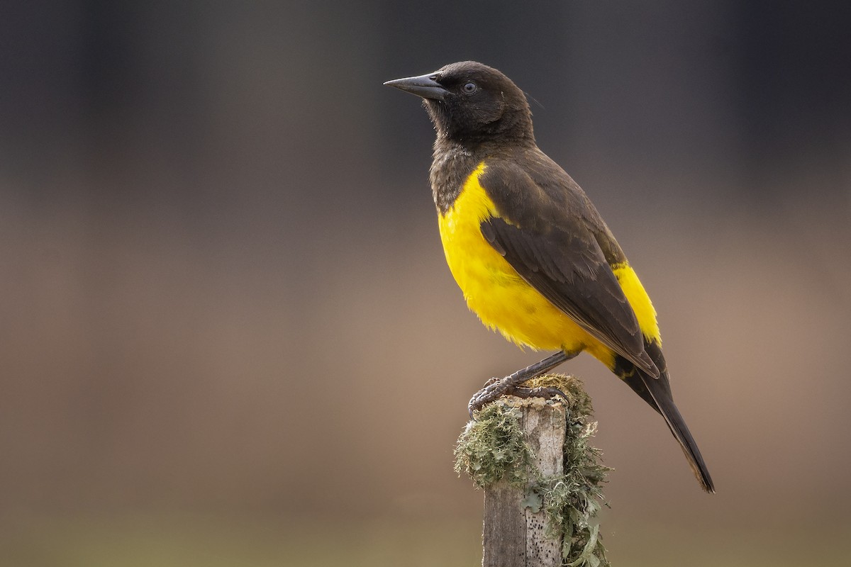 Yellow-rumped Marshbird - ML365871221