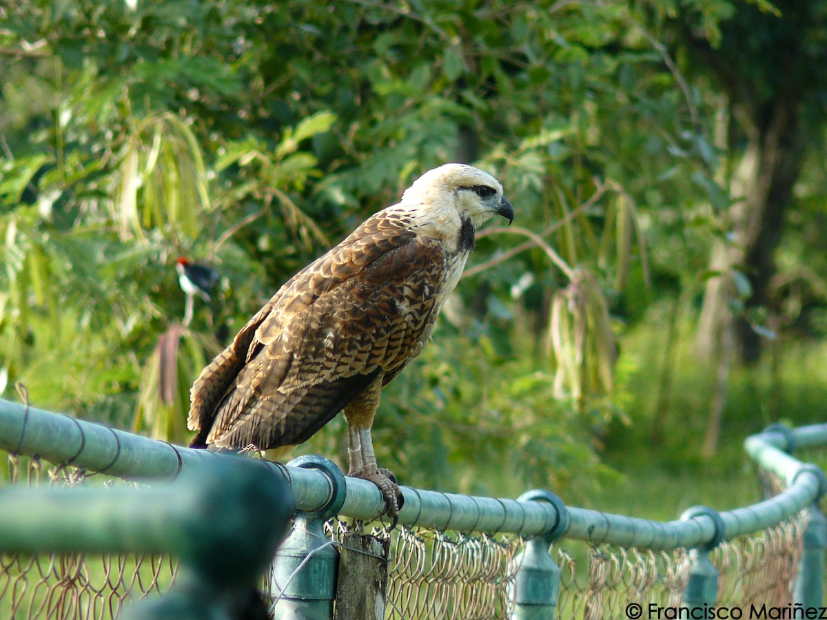 Black-collared Hawk - Francisco Mariñez