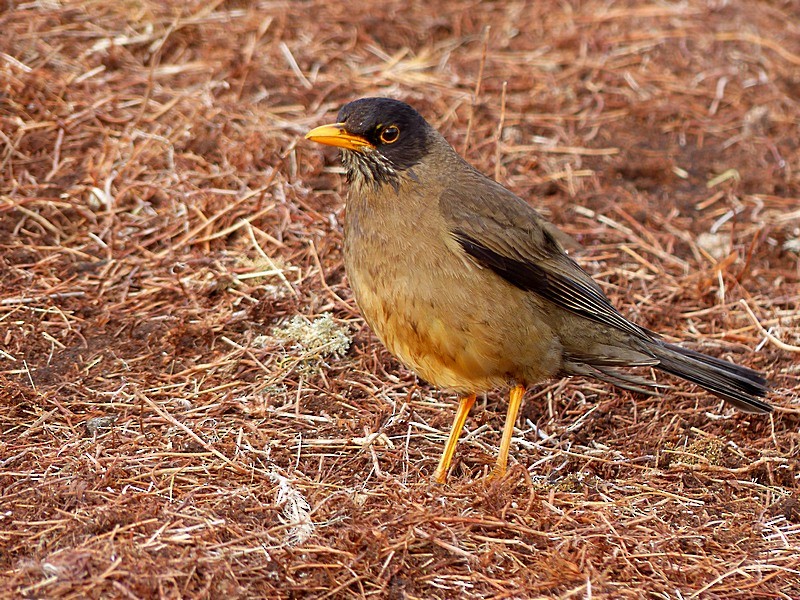 Austral Thrush - Sharon Kennedy