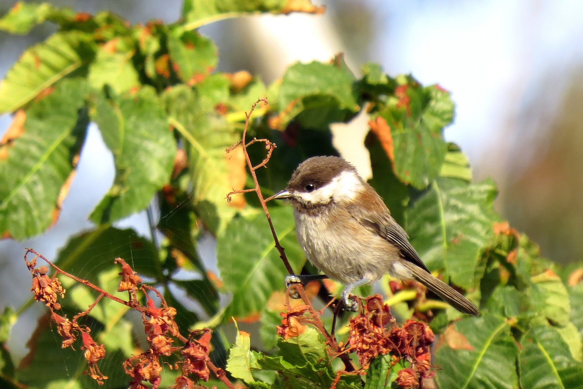 Chestnut-backed Chickadee - ML365879691