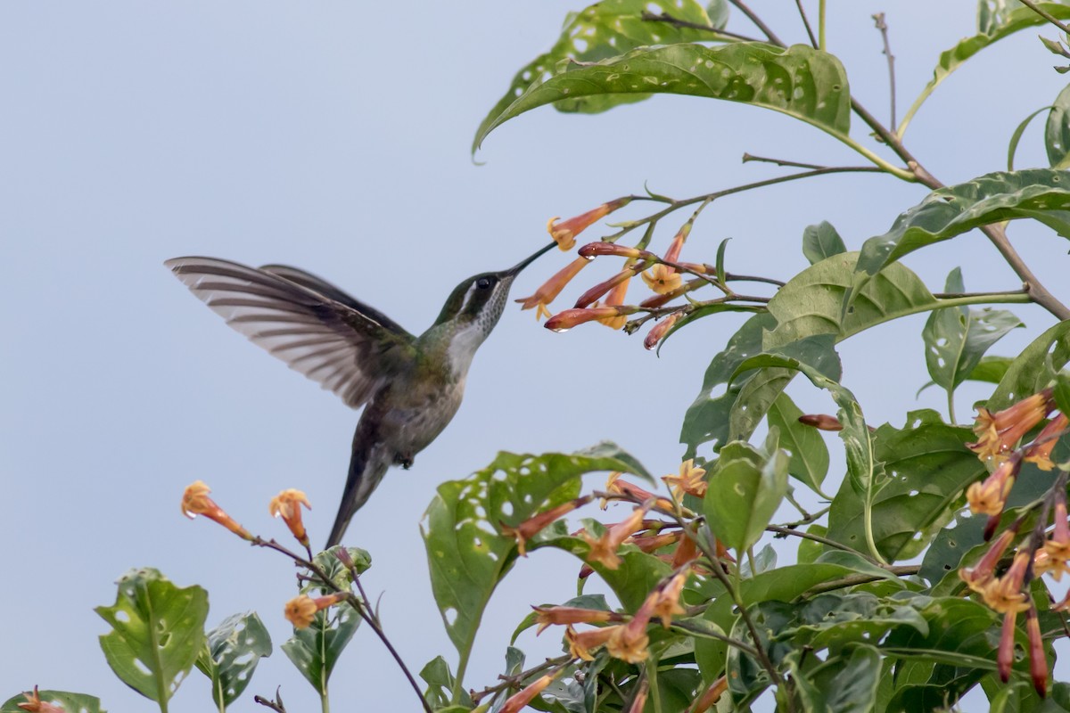 Green-throated Mountain-gem - ML365880771