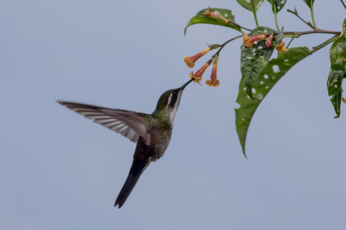 Green-throated Mountain-gem - ML365880781