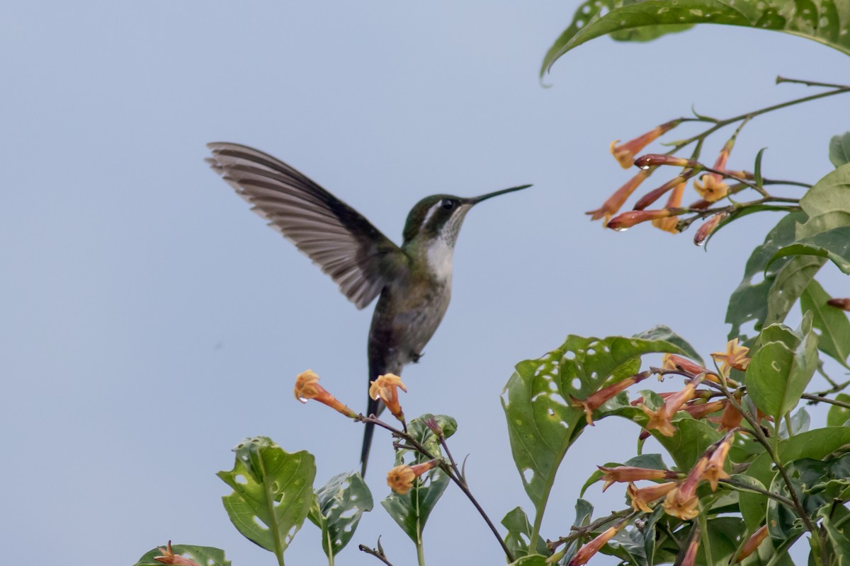 Green-throated Mountain-gem - ML365880841