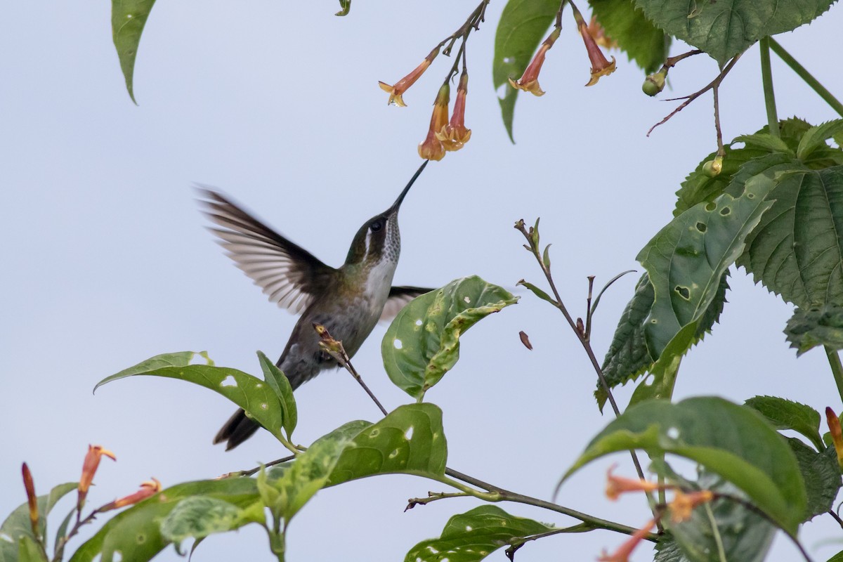 Green-throated Mountain-gem - ML365881001