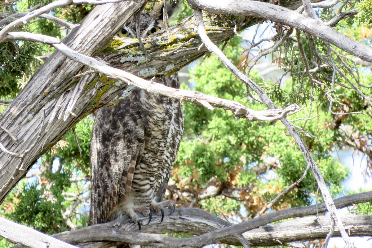 Great Horned Owl - ML365882521