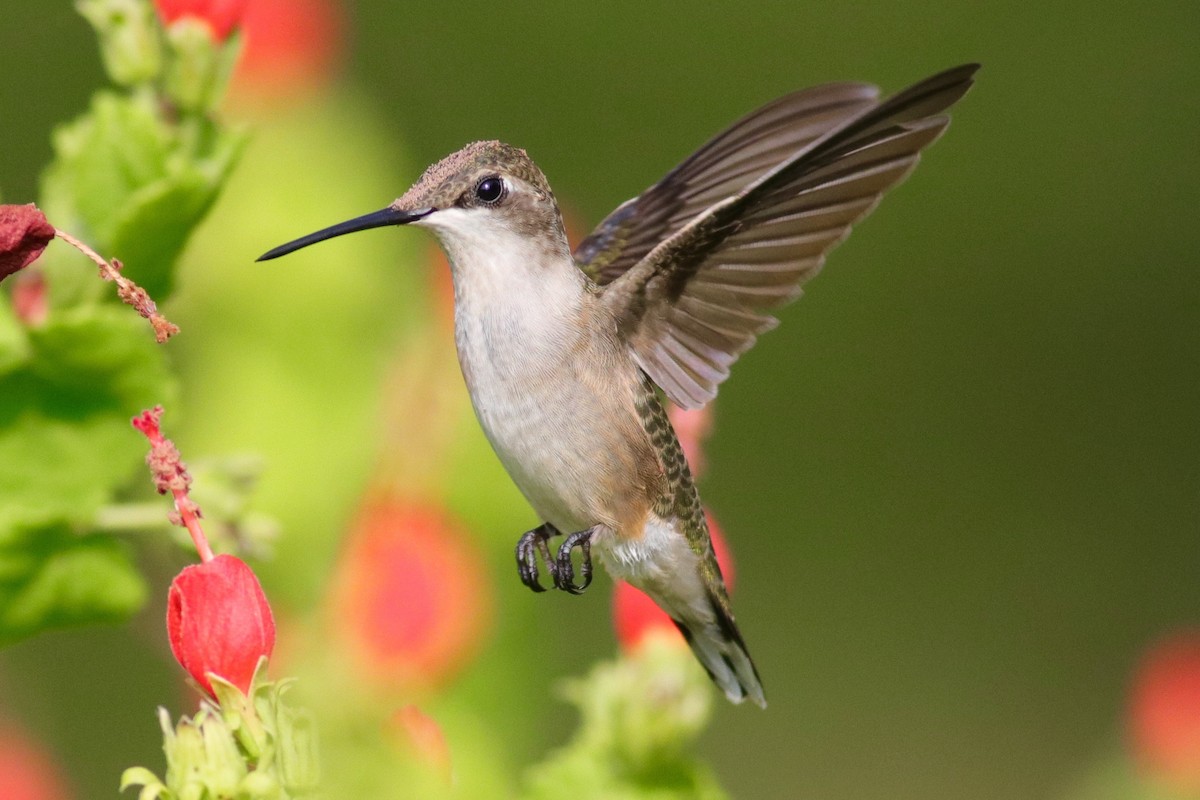 Ruby-throated Hummingbird - Ronald Newhouse