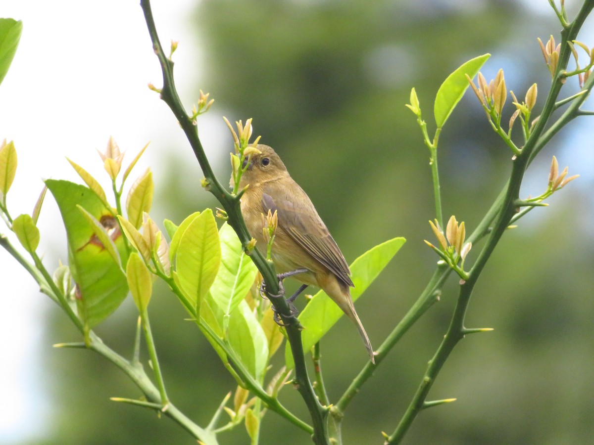 Yellow-bellied Seedeater - ML365884101