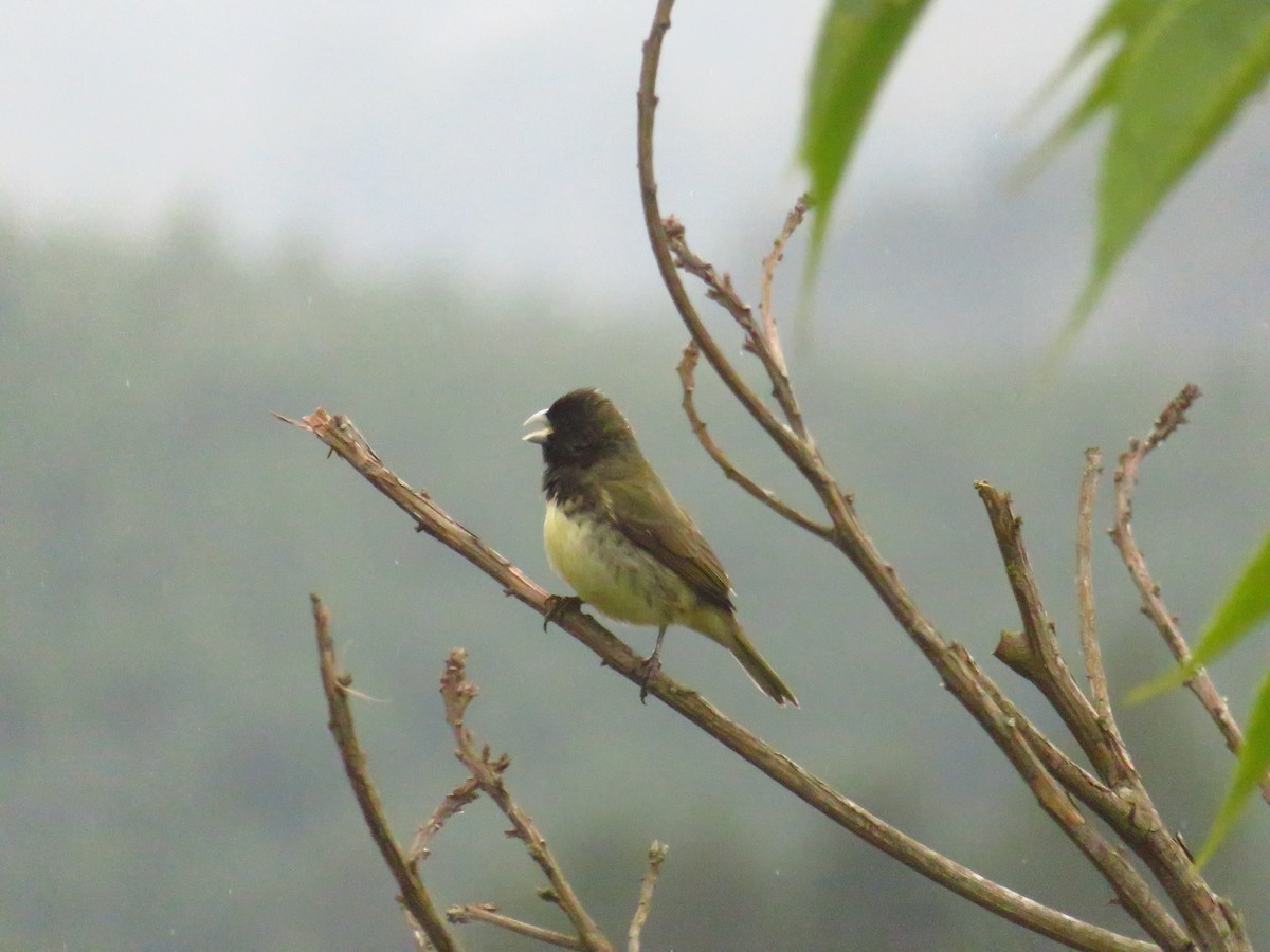 Yellow-bellied Seedeater - ML365884501