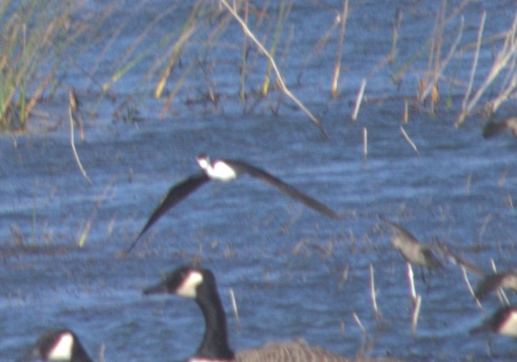Black-necked Stilt - ML36588491