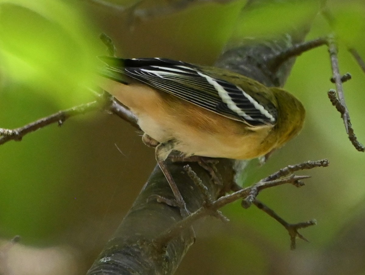 Bay-breasted Warbler - ML365886781