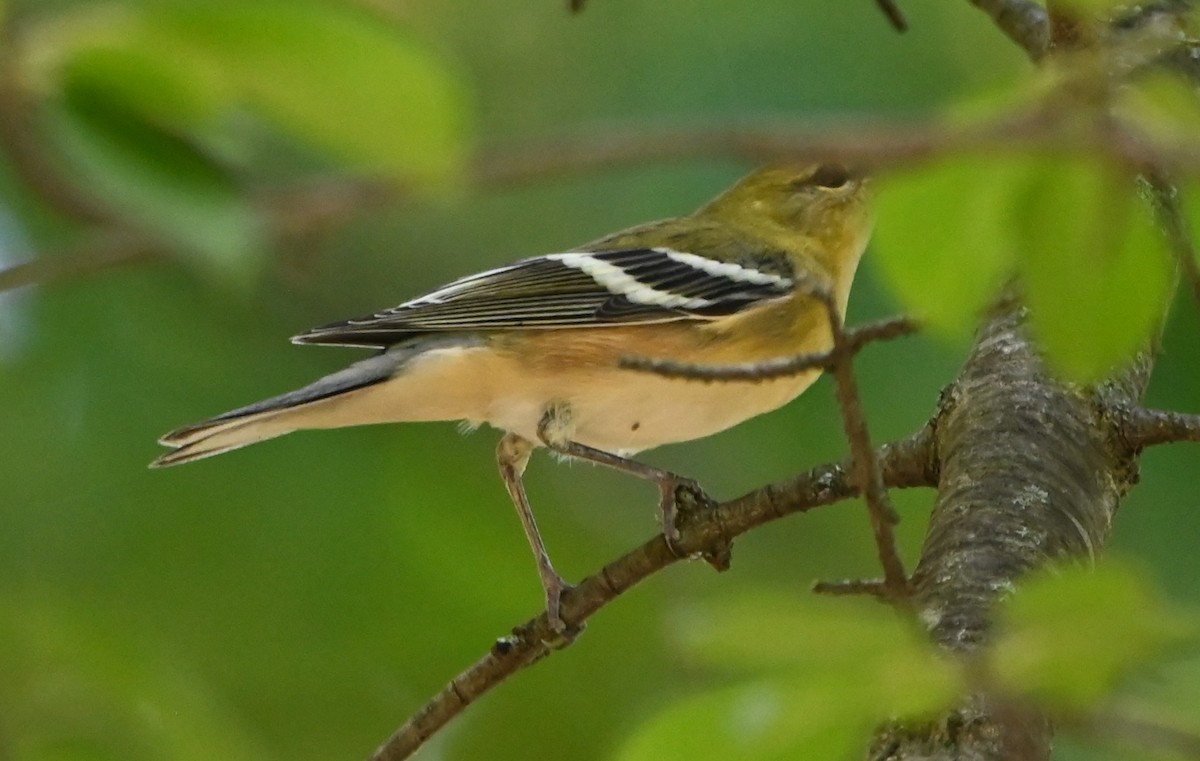 Bay-breasted Warbler - ML365886791