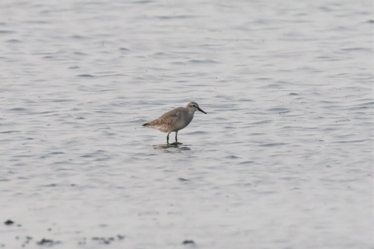 Red Knot - ML365887581