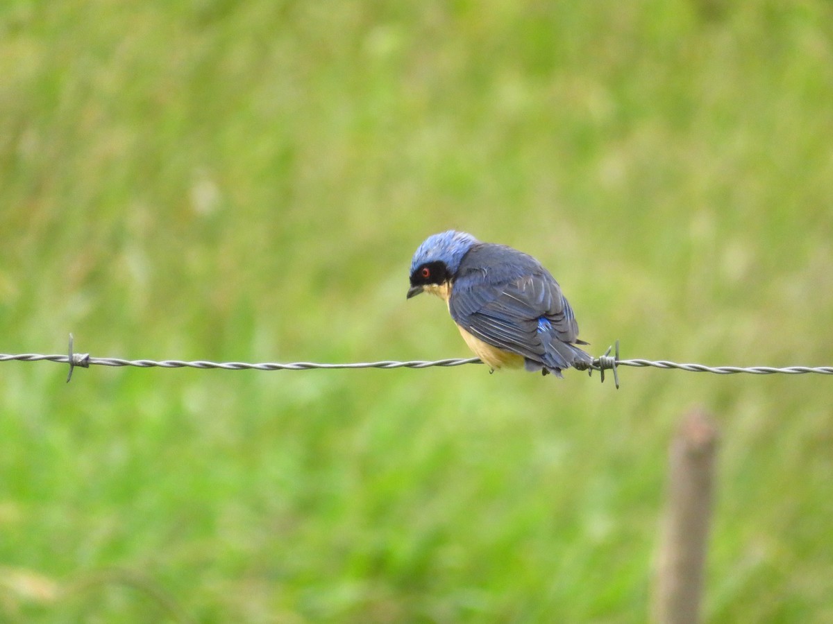 Fawn-breasted Tanager - ML365888151