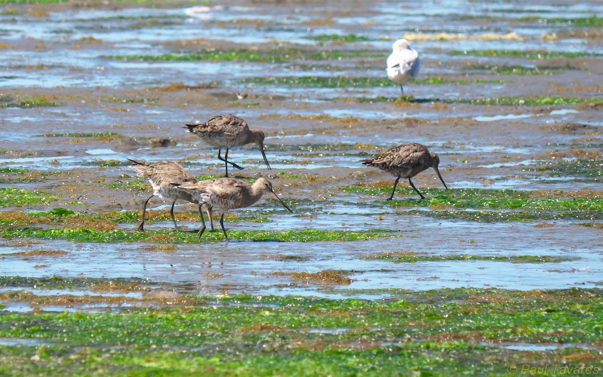 Hudsonian Godwit - Paul Tavares