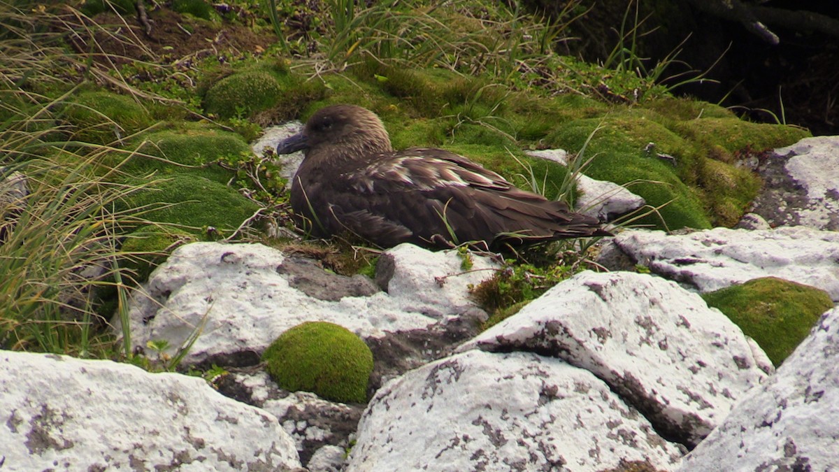 Brown Skua - ML365889121