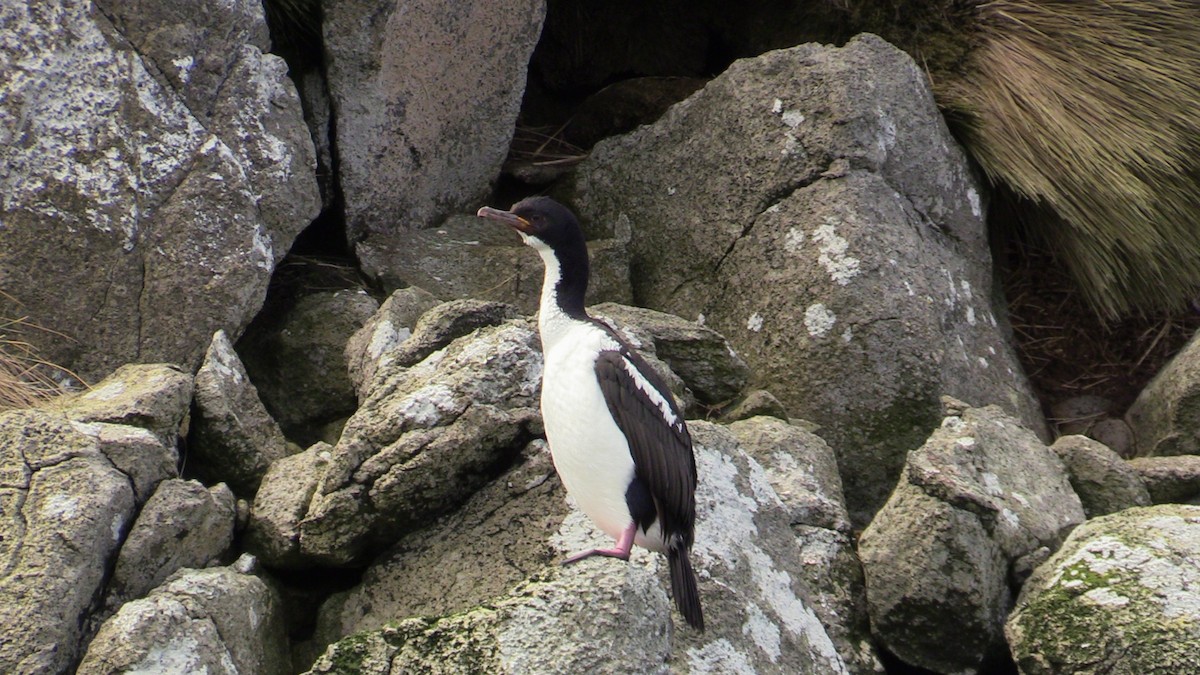 Auckland Islands Shag - ML365889321