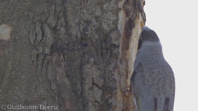 Noisy Miner - ML365889671