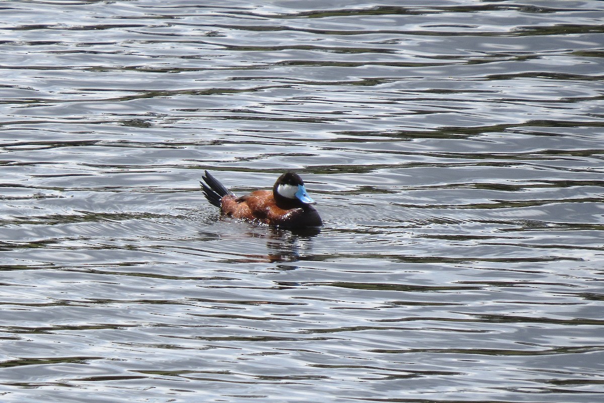 Ruddy Duck - ML365891061