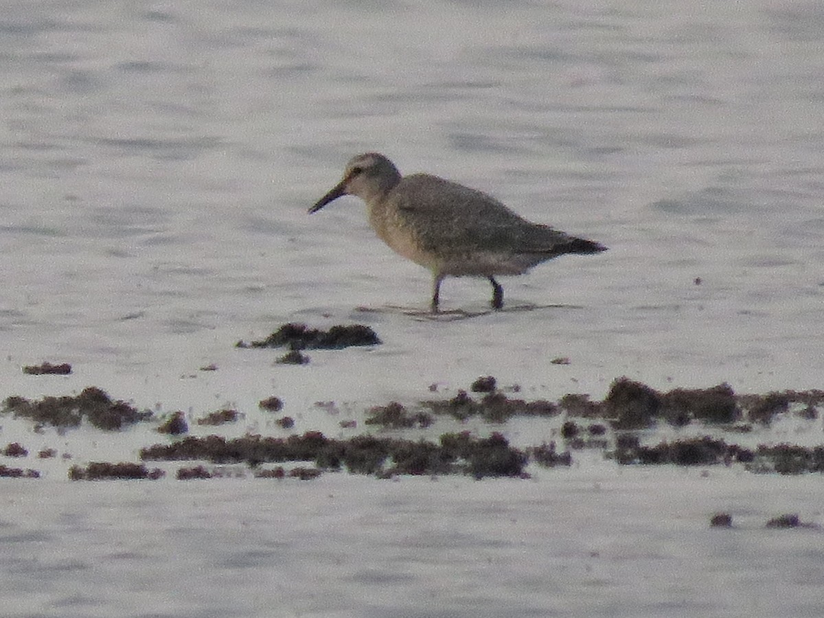 Red Knot - ML365891941