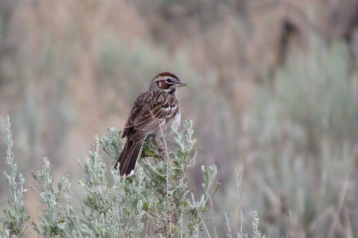 Lark Sparrow - Chi-Lien (綺蓮) Hsueh (薛)