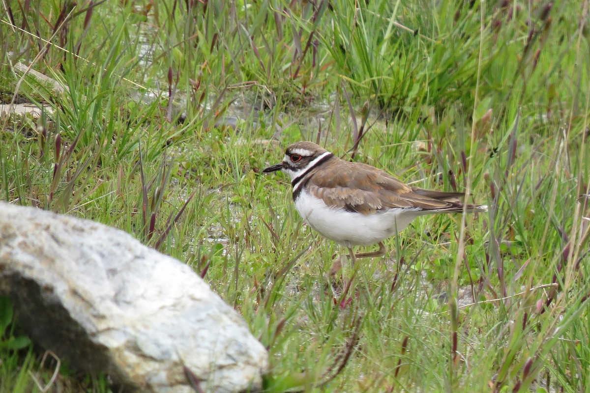 Killdeer - ML365893481