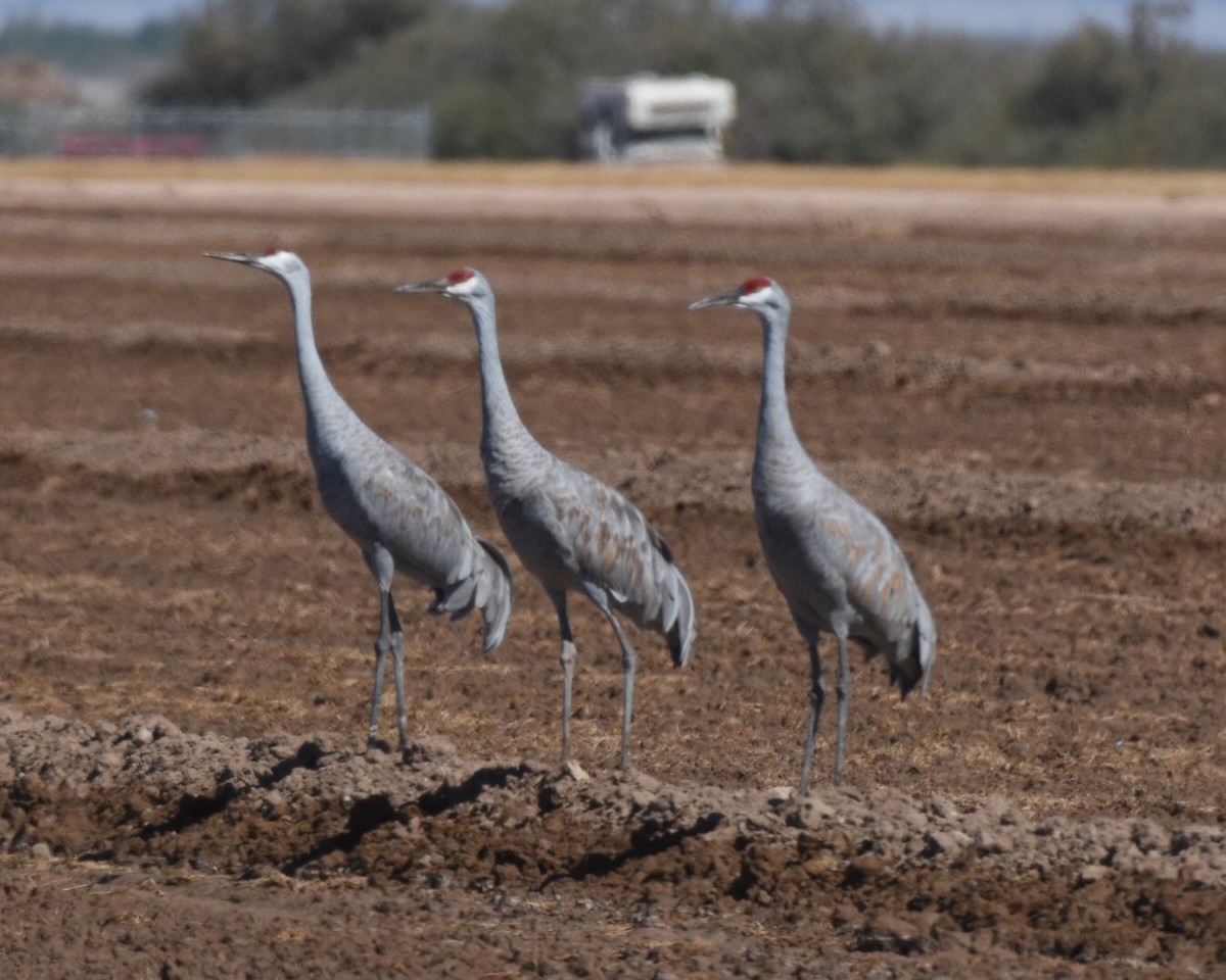 עגור קנדי - ML36589411