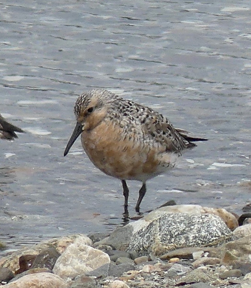 Исландский песочник - ML365895091