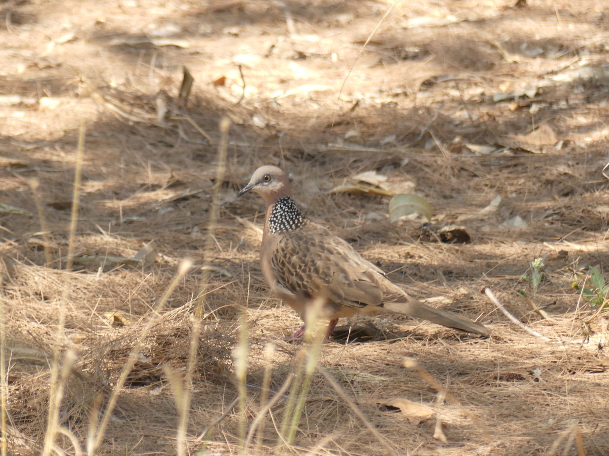 Tórtola Moteada - ML365896511