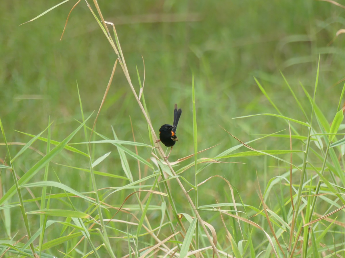 Red-backed Fairywren - Andrew Sides